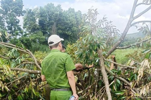 Lâm Đồng: Điều tra vụ cố ý gây thương tích tại xã biên giới Quảng Trực