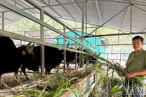 Bò tót lai ở Phước Bình: Dấu ấn đặc biệt trong bộ nhiễm sắc thể
