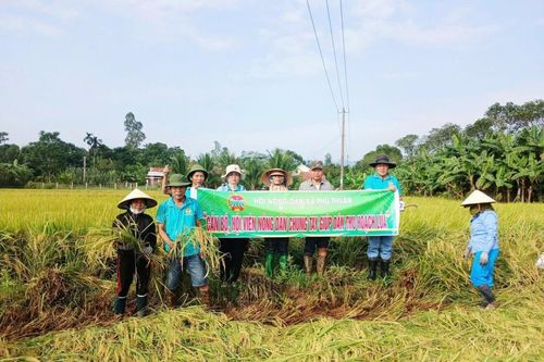 Các hội, đoàn thể cùng dân quân xã Phú Thuận giúp dân thu hoạch 2,2 ha lúa bị ngã rạp