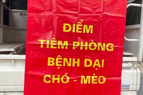 54 người tử vong do bệnh dại, cảnh báo nguy cơ từ chó mèo