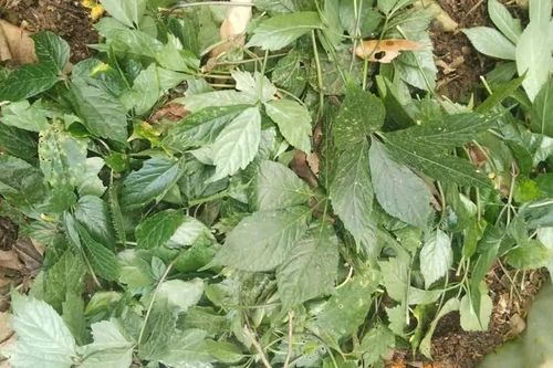 Thức trắng đêm đuổi chuột phá hoại cây sâm Ngọc Linh