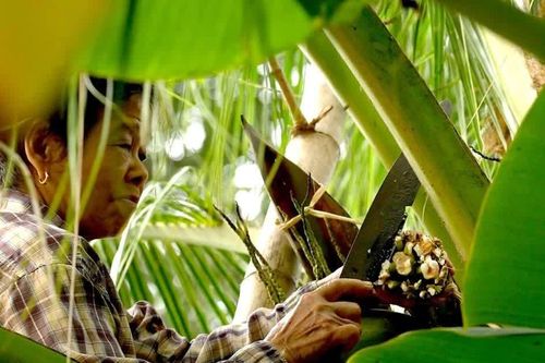 Không chỉ có đường mía: Những loại đường kỳ lạ được làm từ cây cối