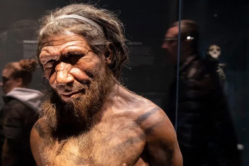 Não người Neanderthal lớn hơn chúng ta: Họ thông minh đến đâu?