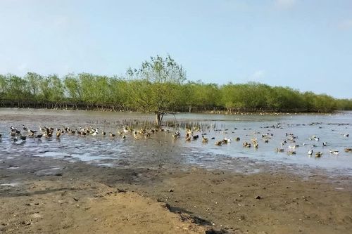Thoát nghèo từ con vịt biển