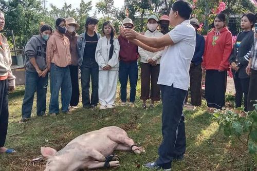Sau học nghề, người dân M'Drắk mạnh dạn mở rộng đàn heo