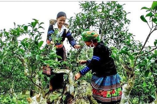 Festival Trà Shan tuyết Lào Cai 2026: Tôn vinh chè Shan tuyết, lan tỏa sắc màu văn hóa Mông