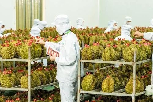 Cảnh báo thị trường xuất khẩu nâng chuẩn, nông sản Việt phải thay đổi từ vùng trồng