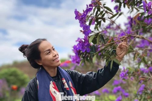 Tím lịm đồi chè Đông Trường Sơn