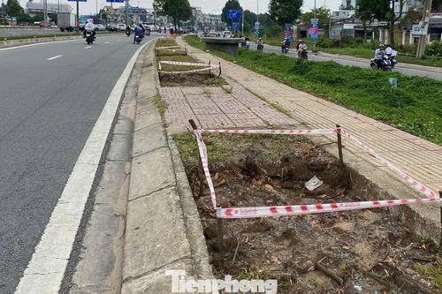 Đốn hạ gần 200 cây xanh để thi công Vành đai 2
