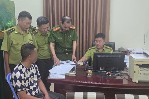 Rao bán phôi cây rừng trên mạng, 2 người bị phạt 15 triệu đồng