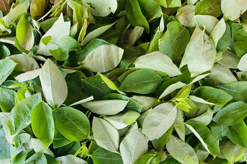2 loại rau quen thuộc giàu vitamin C hơn cả cam, chanh