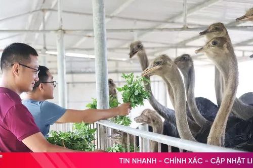 Khám phá trại nuôi đà điểu quy mô lớn ở Hà Tĩnh