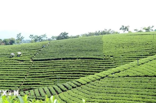 Chiêm ngưỡng những đồi chè đẹp nức tiếng ở Thái Nguyên