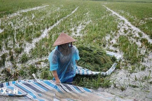 Hà Nội: Nước sông Tích dâng cao, nhiều khu vực xã Kiều Phú ngập sâu