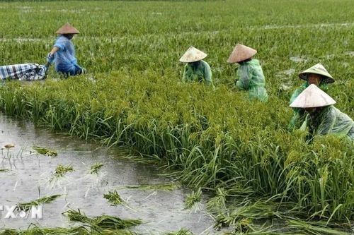 Nông dân ngoại thành Hà Nội gặt lúa chạy lụt do mưa lớn kéo dài