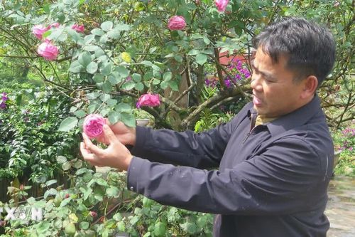 Lào Cai phát huy thế mạnh, làm giàu từ nông sản đặc hữu, công nghệ cao