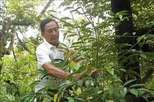 Trí tuệ, bản lĩnh của lão nông làm giàu từ sầu riêng đất Tây Đô