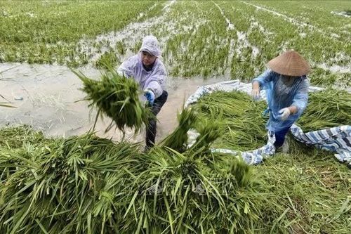 Nông dân xã Kiều Phú, Hà Nội gặt lúa chạy lụt sau mưa lớn