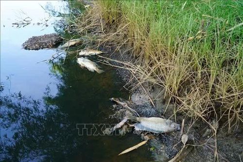 Cá chết hàng loạt tại đập ngăn mặn thôn Đức Lợi