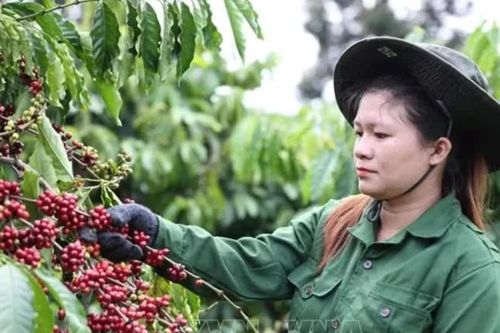 Hỗ trợ pháp lý để giúp đưa đặc sản vùng cao vào chuỗi giá trị xuất khẩu