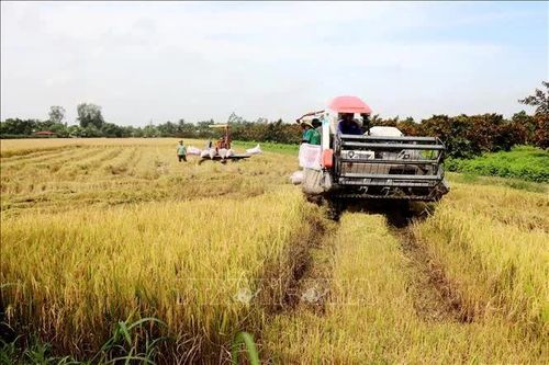 Cần Thơ chủ động bảo vệ gần 100.000 ha lúa trước mưa lớn, triều cường