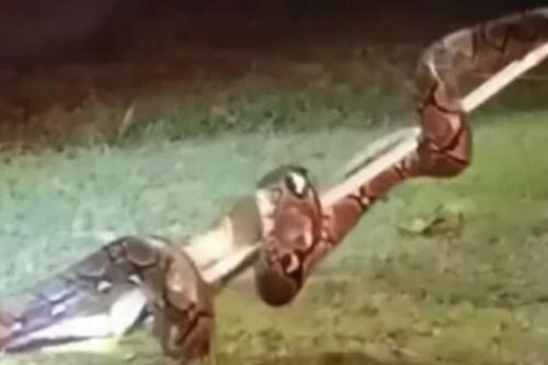 Bắt sống trăn 'khủng' chui vào xe khách giữa đêm