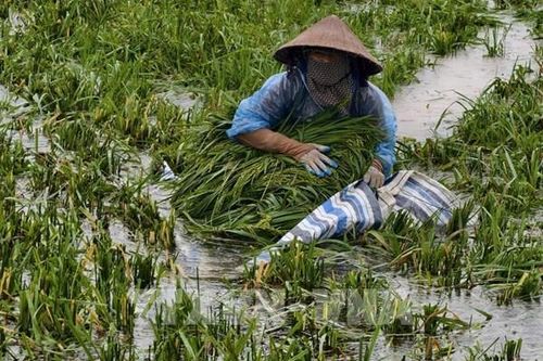 Hà Nội: Sông Tích vượt báo động III, nhiều khu vực Kiều Phú ngập