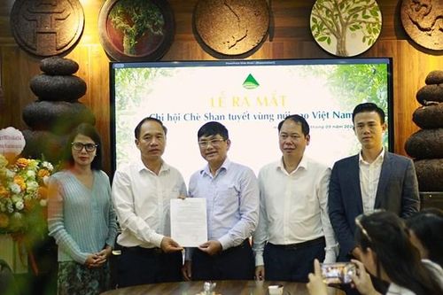 Ra mắt Chi hội Chè Shan Tuyết vùng núi cao Việt Nam