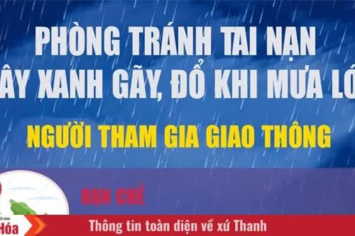 Phòng tránh tai nạn cây xanh gãy, đổ khi mưa lớn