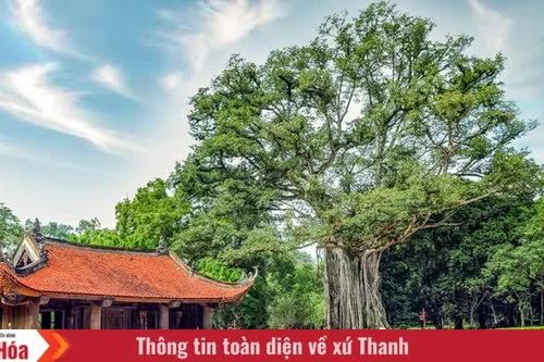 Cây đa - thị hơn 300 tuổi và
