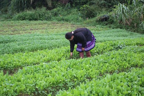 'Lắng nghe tự nhiên' để làm nông nghiệp sinh thái, hữu cơ bền vững