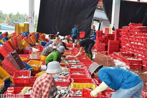 Khép kín truy xuất nguồn gốc thủy sản từ cảng cá