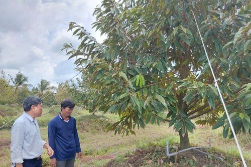 Khắc phục vườn sầu riêng có biểu hiện 'chết lâm sàng' đạt kết quả tích cực