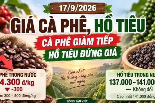 Giá cà phê, hồ tiêu hôm nay 17/9: Cà phê tiếp tục giảm, hồ tiêu đứng giá