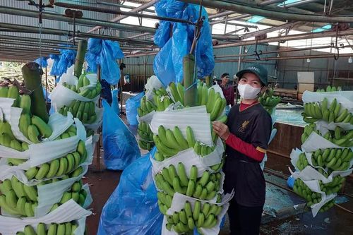 Gia Lai mở hướng xuất khẩu nông sản qua Cửa khẩu quốc tế Tà Lùng
