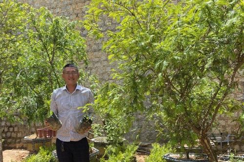 Đánh thức 'báu vật' thông đỏ