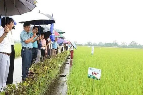 Trình diễn sản xuất giống lúa thuần LP5 vụ mùa 2026