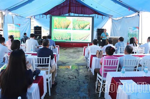 Trình diễn sản xuất giống lúa thuần LP5 vụ mùa 2026