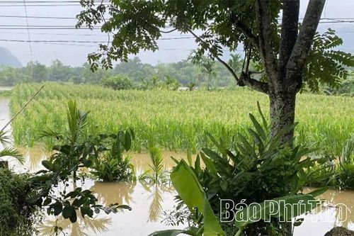Tập trung khắc phục thiệt hại cây trồng do ảnh hưởng mưa lớn, ngập úng