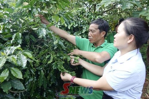 Chiềng An sản xuất cà phê bền vững