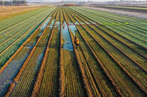 Trung Quốc tái định hình chiến lược an ninh lương thực