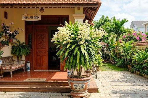 5 lý do những gia đình giàu có thích trồng Thiết Mộc Lan trong nhà