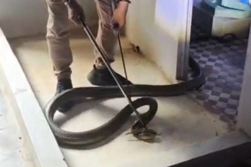 Thót tim cảnh rắn hổ mang chúa dài 3,5 mét vắt vẻo trên phòng tắm rình mồi