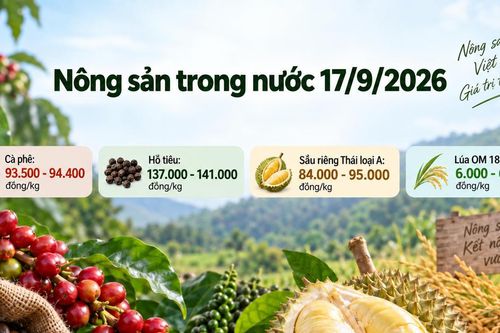 Nông sản trong nước 17/9: Cà phê giảm, sầu riêng Thái chạm 95.000 đồng/kg