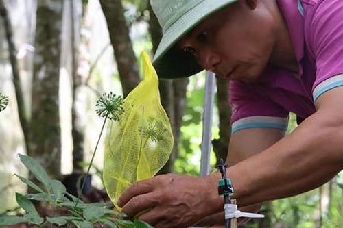 Người dân 'đau đầu' vì nạn chuột cắn phá sâm Ngọc Linh, thiệt hại hàng tỷ đồng