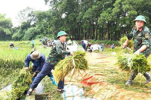 Mưa dông, Hà Nội khẩn trương thu hoạch lúa mùa