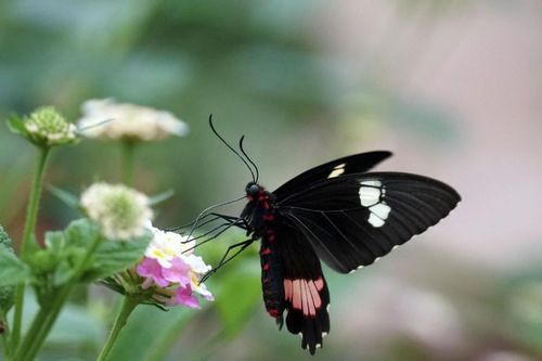 Tháng sinh Âm lịch của người có đường công danh rộng mở