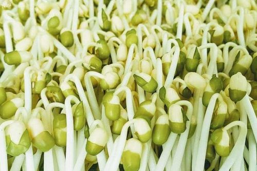 Loại rau bình dân dễ làm, ăn vào tốt cho sức khỏe, đặc biệt ngăn ngừa đột quỵ và bệnh tim mạch