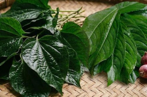 Lá lốt và lá xương sông: Loại nào tốt cho sức khỏe hơn?