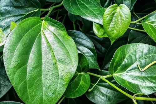 Lá trầu không có tác dụng gì?